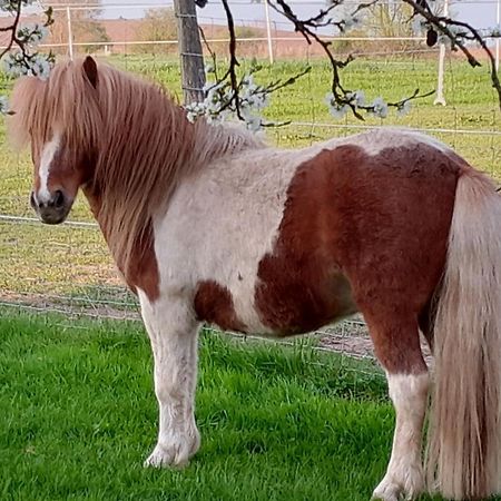 Apartamento Der Kleine Fuchshof Mit Hund, Pferd Und Huhn Rathlau Exterior foto