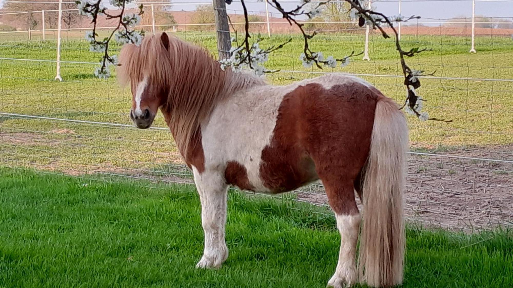 Apartamento Der Kleine Fuchshof Mit Hund, Pferd Und Huhn Rathlau Exterior foto