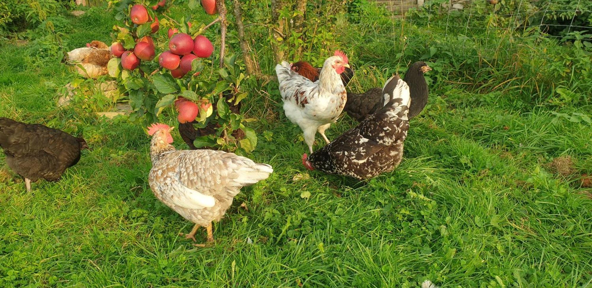 Apartamento Der Kleine Fuchshof Mit Hund, Pferd Und Huhn Rathlau Exterior foto